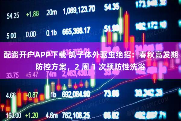 配资开户APP下载 鸽子体外驱虫绝招:春秋高发期防控方案,2 周 1 次预防性洗浴